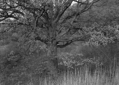 17. Oak Tree, Holmdel, NJ, 1970