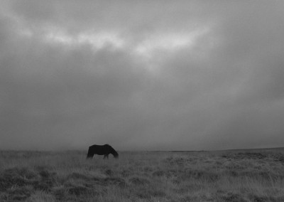 39. Grazing Horse, Haworth Moor, Yorkshire, 1990